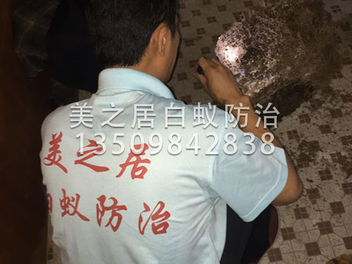 白蚁灭巢技术