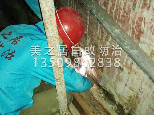 茶山白蚁防治