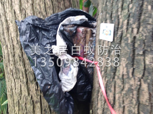东莞白蚁灭治