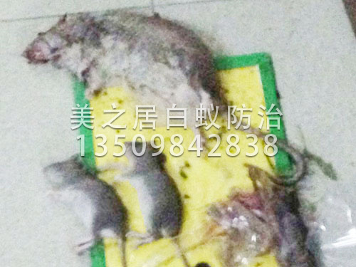 东莞杀虫灭鼠