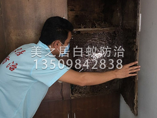 高峰期如何有效做到白蚁防治
