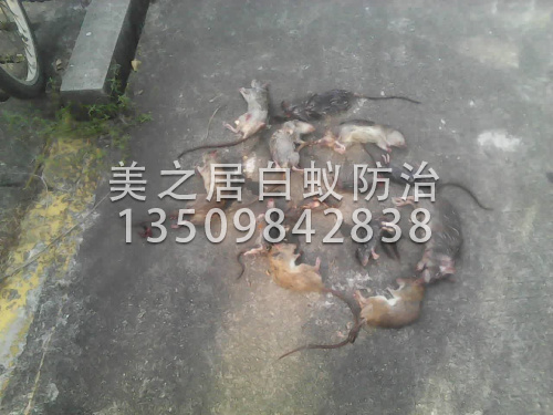 杀虫灭鼠工程