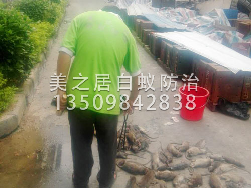 杀虫灭鼠工程