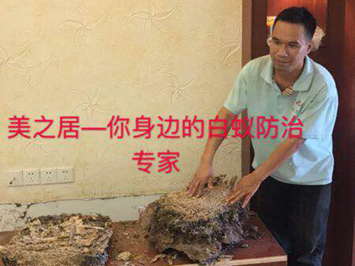 白蚁灭治