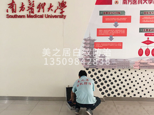 广东白蚁灭治服务