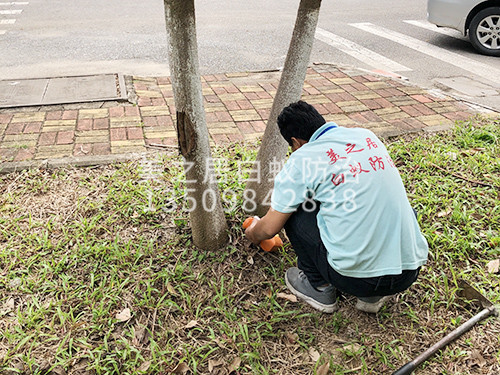 东莞白蚁灭治服务