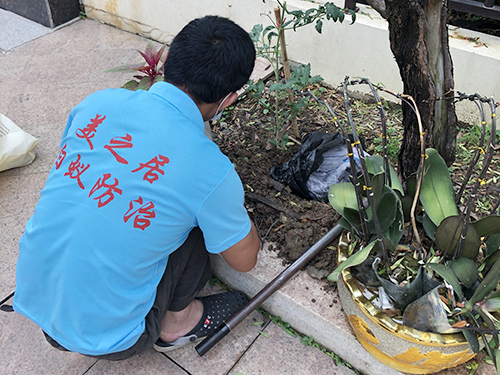 医科大学白蚁灭治服务
