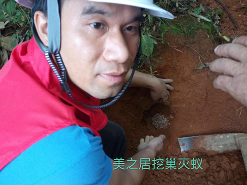 告诉你什么才是真正的根治白蚁——美之居挖巢灭蚁