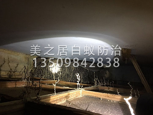 你还在烦恼怎么根除白蚁吗？使用高新技术一次见效